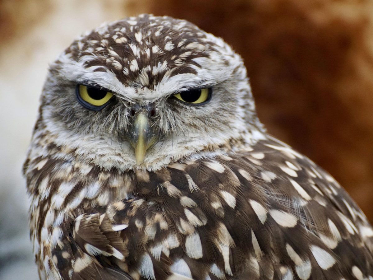 Whooo likes March? Not us.